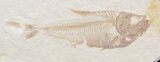 Diplomystus and Knightia Fossil Fish Plate - x #29581-5